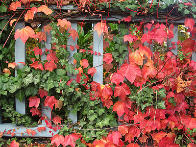 Garden In Autumn, Wine Partner thumbnail