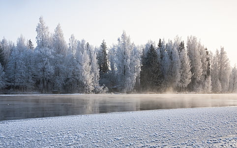 forest beside body of water thumbnail