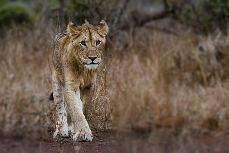 Photography of Young Lion thumbnail