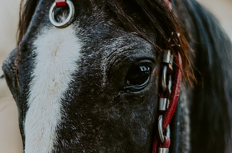 selective focus photo black and white horse thumbnail