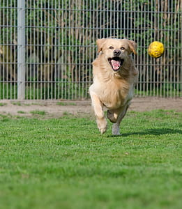 adult golden retriever running on grass field playing yellow ball on focus photo thumbnail