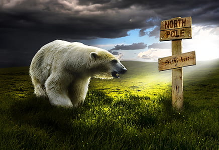 polar bear on grass field thumbnail