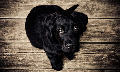 black Labrador retriever puppy thumbnail