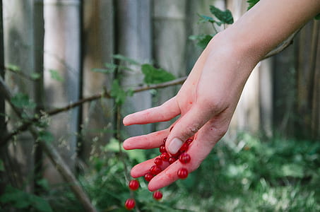 person dropping red cherries thumbnail