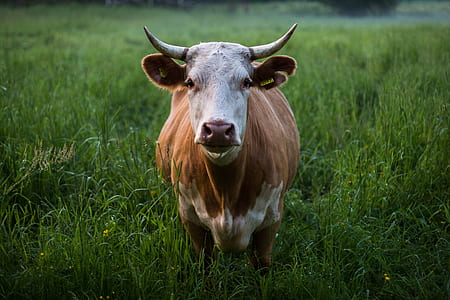 brown and gray cattle in grass field thumbnail