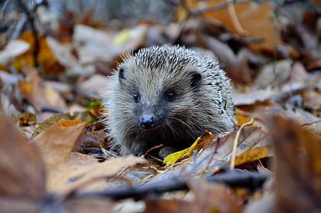 brown hedgehog on brown dried leaves thumbnail