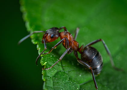 selective focus photography of red ant on green leafed thumbnail
