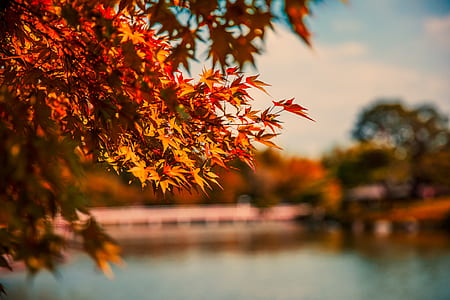 selective focus photography of red leafed tree near body of water during daytime thumbnail
