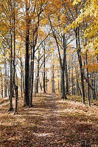 trees under sunny sky thumbnail