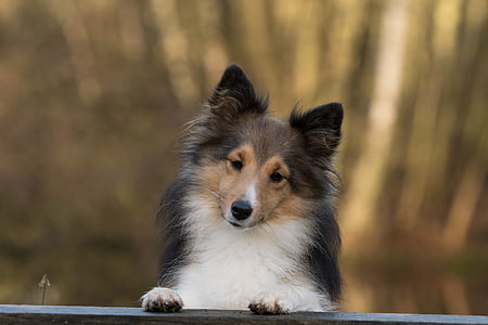 adult tricolor Rough collie thumbnail