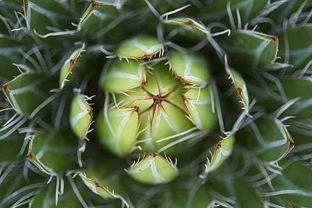top view of green flower at daytime thumbnail