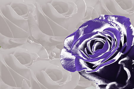 purple rose illustration thumbnail