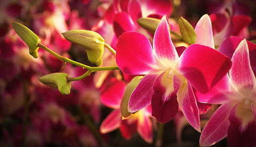 closeup photo of pink orchids thumbnail