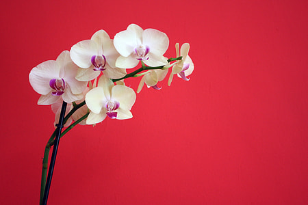 shallow focus photography of white petaled flowers thumbnail