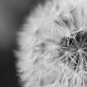 Close Up Photo of Dandelion thumbnail