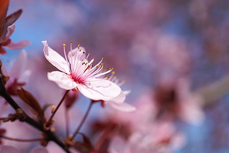 selective focus photography of pink cherry blossom thumbnail