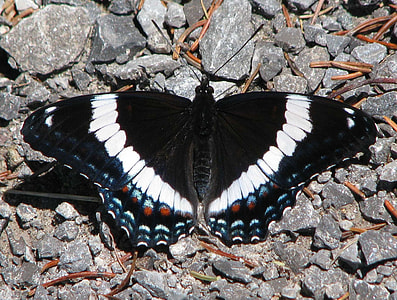 American White Admiral thumbnail