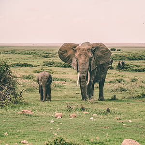 adult and calf elephants walking next to each other thumbnail