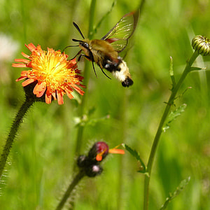 bee collection nectar on flower during daytime thumbnail
