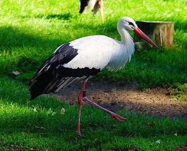 close-up photography of white stork thumbnail