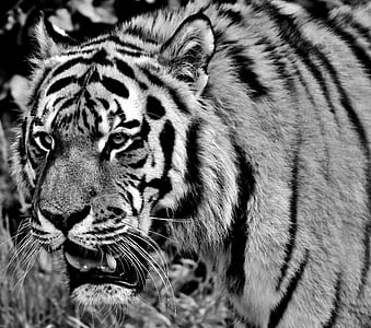 close-up grayscale photo of tiger thumbnail