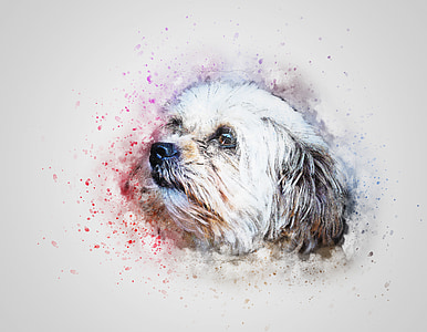 white and brown shih tzu painting thumbnail