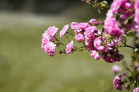 selective focus photo of pink carnation flowers thumbnail