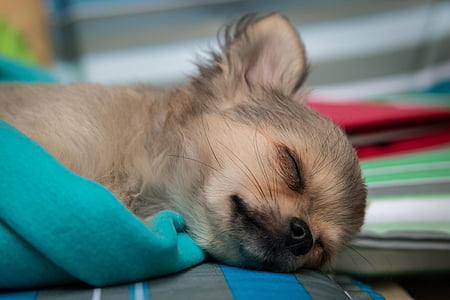 brown and black chihuahua lying on green textile thumbnail