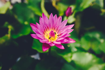 shallow focus photography of pink flowers thumbnail
