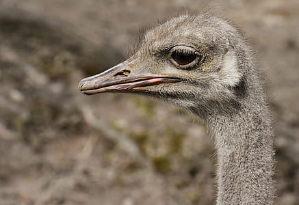 grayscale photo of bird thumbnail