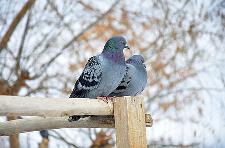 depth of field photography of two rock doves perching on brown wood stick thumbnail