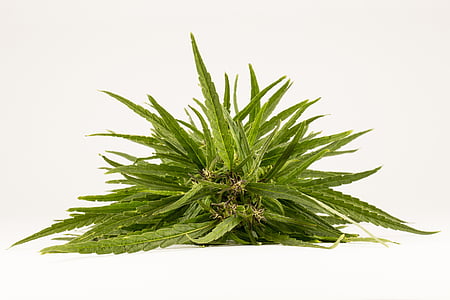 green aloe vera plant in white background thumbnail