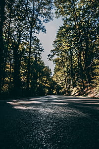 low angle photography of road between trees during daytime thumbnail