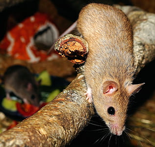 rodent of tree branch thumbnail