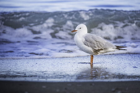 selective focus photography of white and gray bird on shore thumbnail