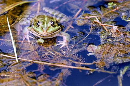 closed-up photography of green frog thumbnail