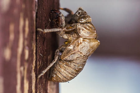 Close up of a dusty brown insect climbing up on a wooden surface thumbnail