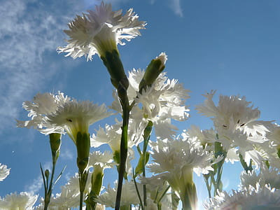 white flowers in worms eye photography thumbnail