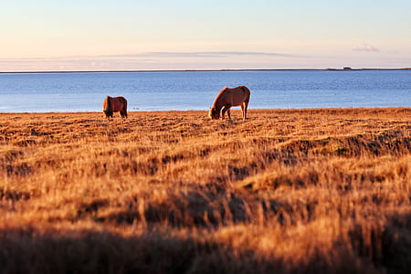 horse standing on seashore thumbnail