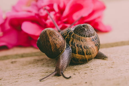 Selective Focus Photograph of Snail thumbnail