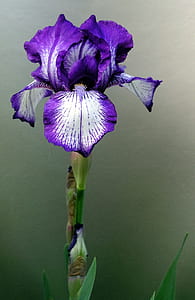 purple and white tall bearded iris flower thumbnail