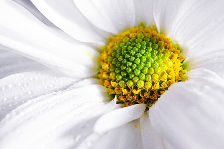 Macro shot of a white flower thumbnail