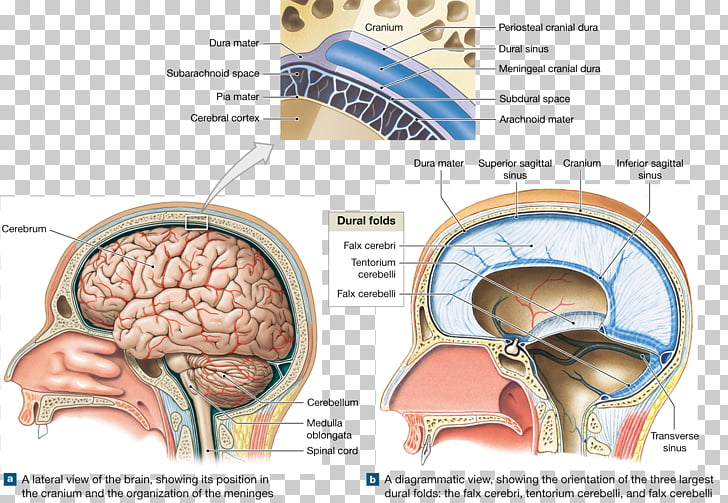 brain meninges skull cranial cavity anatomy meninges of the cranial cavity