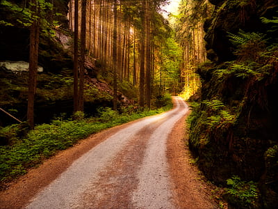 road near forest during daytime thumbnail