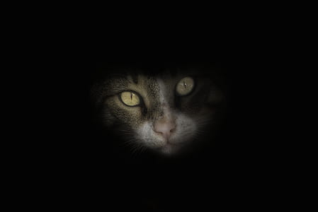 selective focus photography of gray cat thumbnail