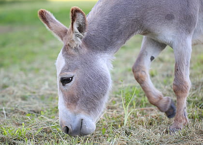 Donkey On Grass Lawn thumbnail