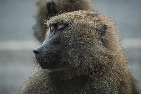 shallow focus photo of monkey thumbnail