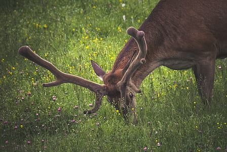 brown moose eating grass thumbnail