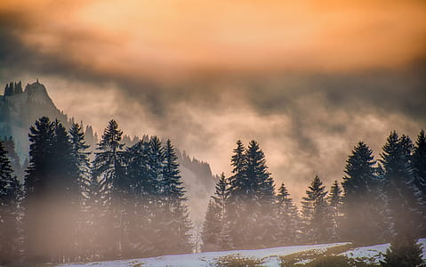 pine tress near mountain thumbnail