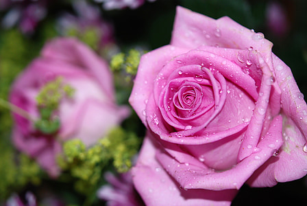 pink rose flower with water dew selective focus photography thumbnail